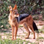 black backed jackal  in sabi sand